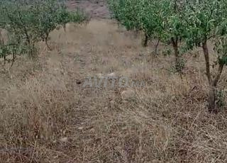 أرض موثقة 2900 متر مربع دايت عوا