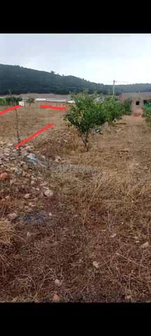 Terrain titré 2900 m2 Dait Aoua