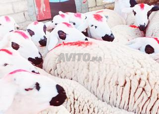 30 حولية صردية مليحة ضارة للبيع