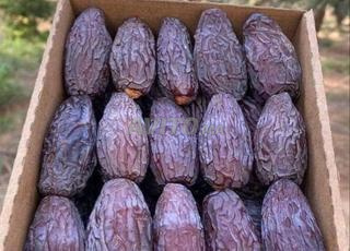 Dattes Medjool excellentes du cœur du sud-est du pays