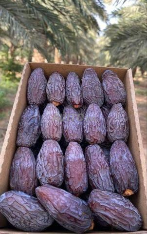 Dattes Medjool excellentes du cœur du sud-est du pays