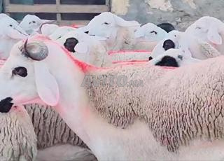 حولية صردية مليحة ضارة للبيع