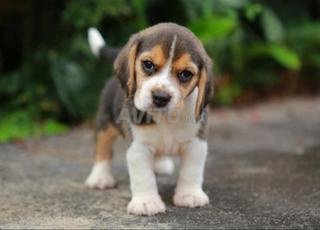 Beagle pure race