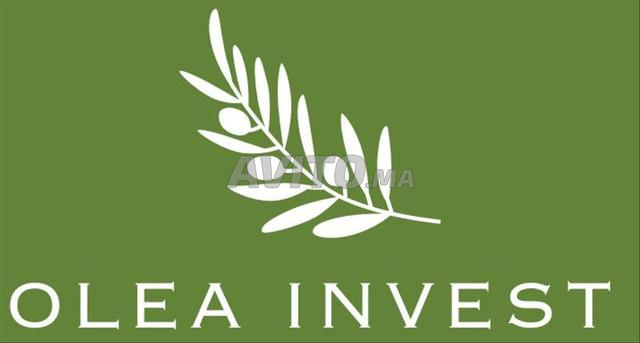 زيت الزيتون بلدي اصلي