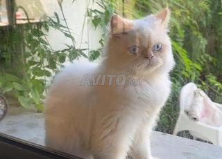 قط فارسي أصيل