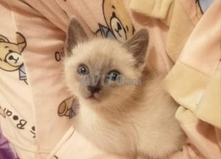 ذكر سيامي عمره شهر واحد بسعر ثابت