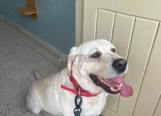 كلب لابرادور