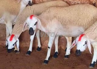 Génisse Sarda de qualité à vendre