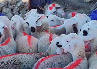 30 tête de bétail Sardi de qualité à vendre