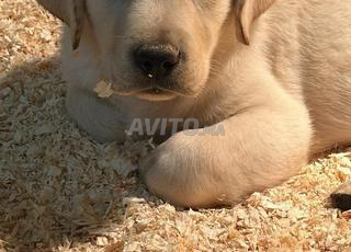 جرو لابرادور ريتريفر