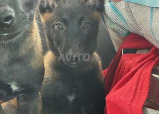 كلب الراعي البلجيكي مالينو ذو نسب