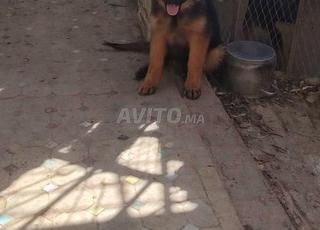 Berger allemand poil long pedigree