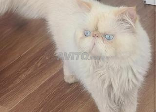 ذكر فارسي أصيل