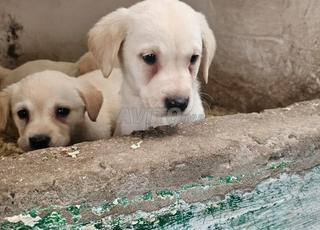 جرو لابرادور