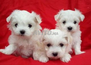 بيشون مالطية