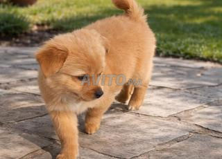 كلاب بعمر شهرين ونصف