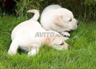 choisir le bébé labrador blanc