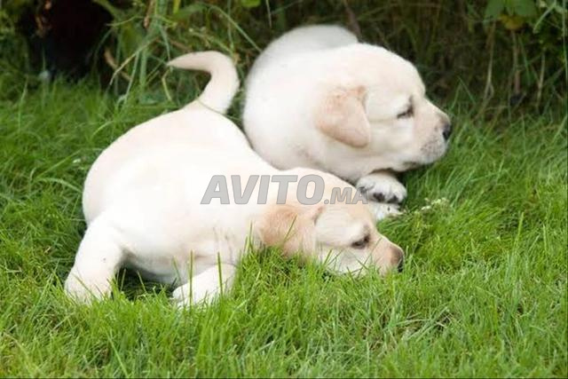 اختر جرو لابرادور أبيض