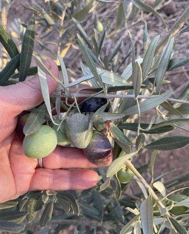 زيت زيتون بكر ممتاز جودة استثنائية