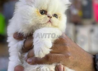 ذكر فارسي أبيض بيك فيس