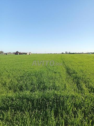 أرض فلاحية محفظة