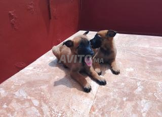chiots malinois