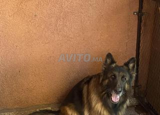 أنثى كلب الراعي الألماني ذو نسب فرنسي LOF