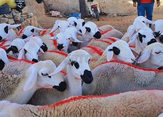 30 hawlia sardia d'ara