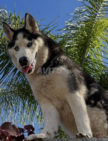 Husky de 5 ans pour cause de départ du Maroc