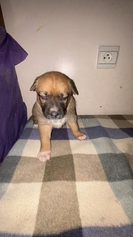 Husky beige yeux bleu