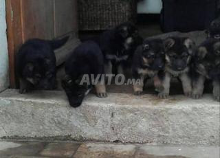 Bébé Bergé almond