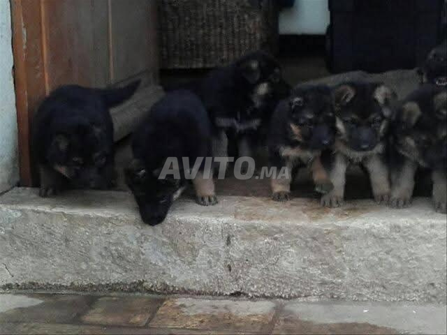 كلب صغير من نوع بيرجي ألموند