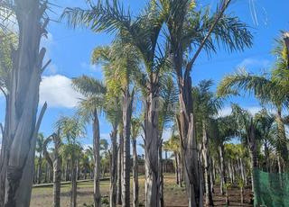 Vente palmiers en pleine terre – Vente de palmiers plantés