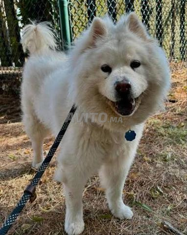 أنثى تشاو تشاو 8 أشهر