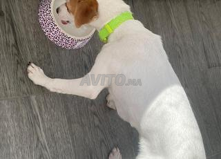 Jack Russell terrier