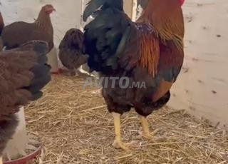 متوفر بيض مخصب سلالة البلايموثروك الذهبي العملاق