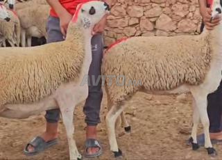 حولية صردية ضارة مليحة