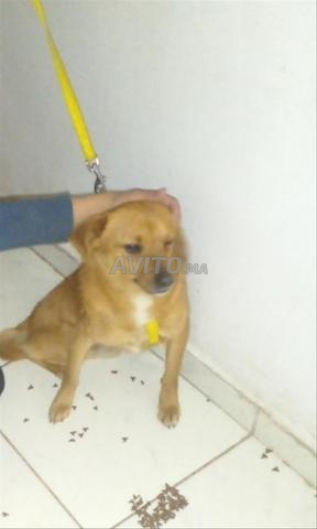 Petit caniche mignon كلب كانيش