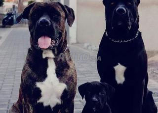 cane corso