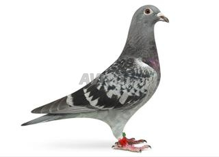 حمام من 100 إلى 600 كم