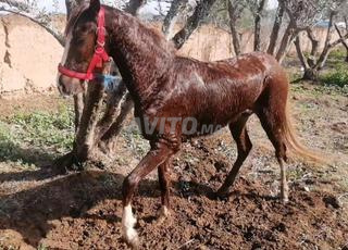 Jeune femelle âgée d'un an et 7 mois, docile