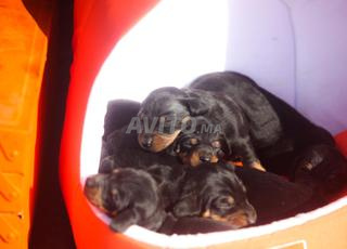 جراء دشهند رائعة من سلالة نقية