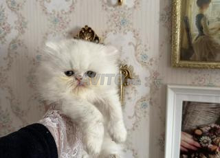 أنثى فارسية