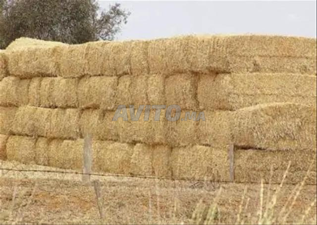 Luzerne ou paille 3500 balles