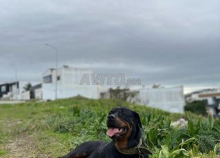 rottweiler femelle 
