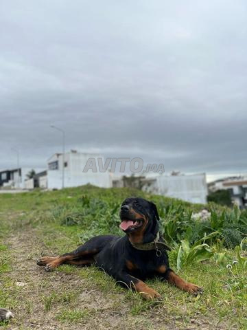 rottweiler femelle 