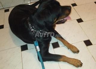 Chien Rott