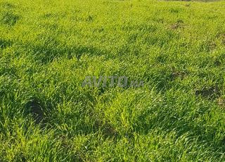 أرض للبيع تطوان