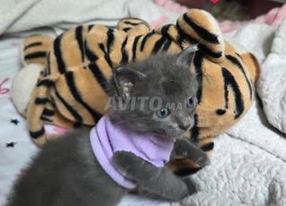 Chat bleu russe pure race