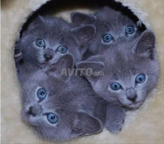 رمادي أزرق روس بيبي